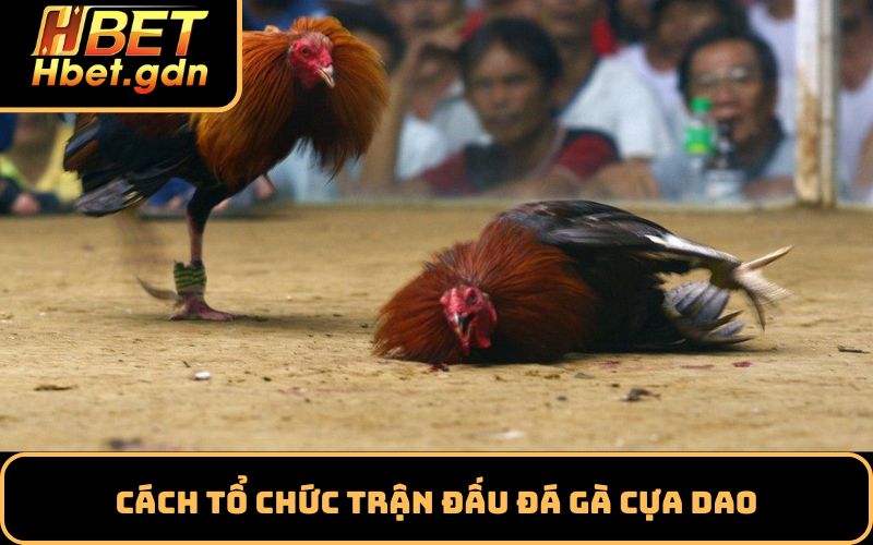 Cách tổ chức trận đấu đá gà cựa dao